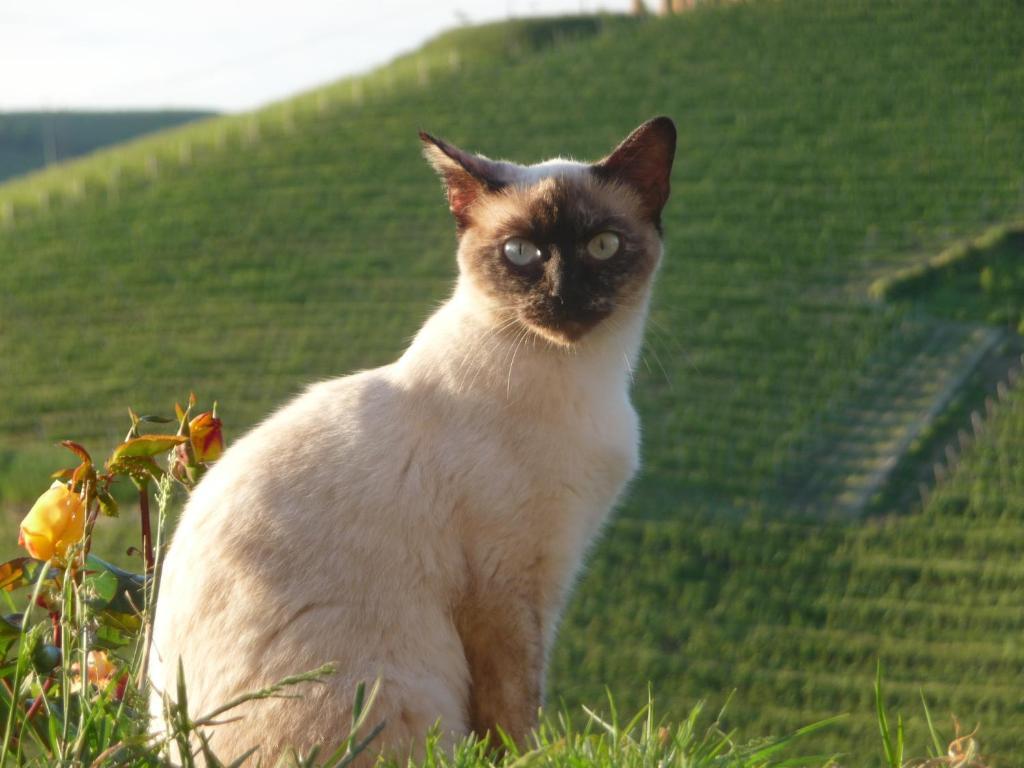 Agriturismo Cascina Vrona Willa Monteu Roero Zewnętrze zdjęcie